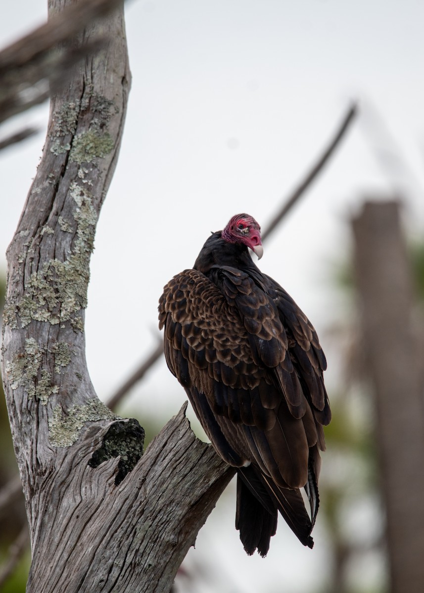 Turkey Vulture - ML647323635