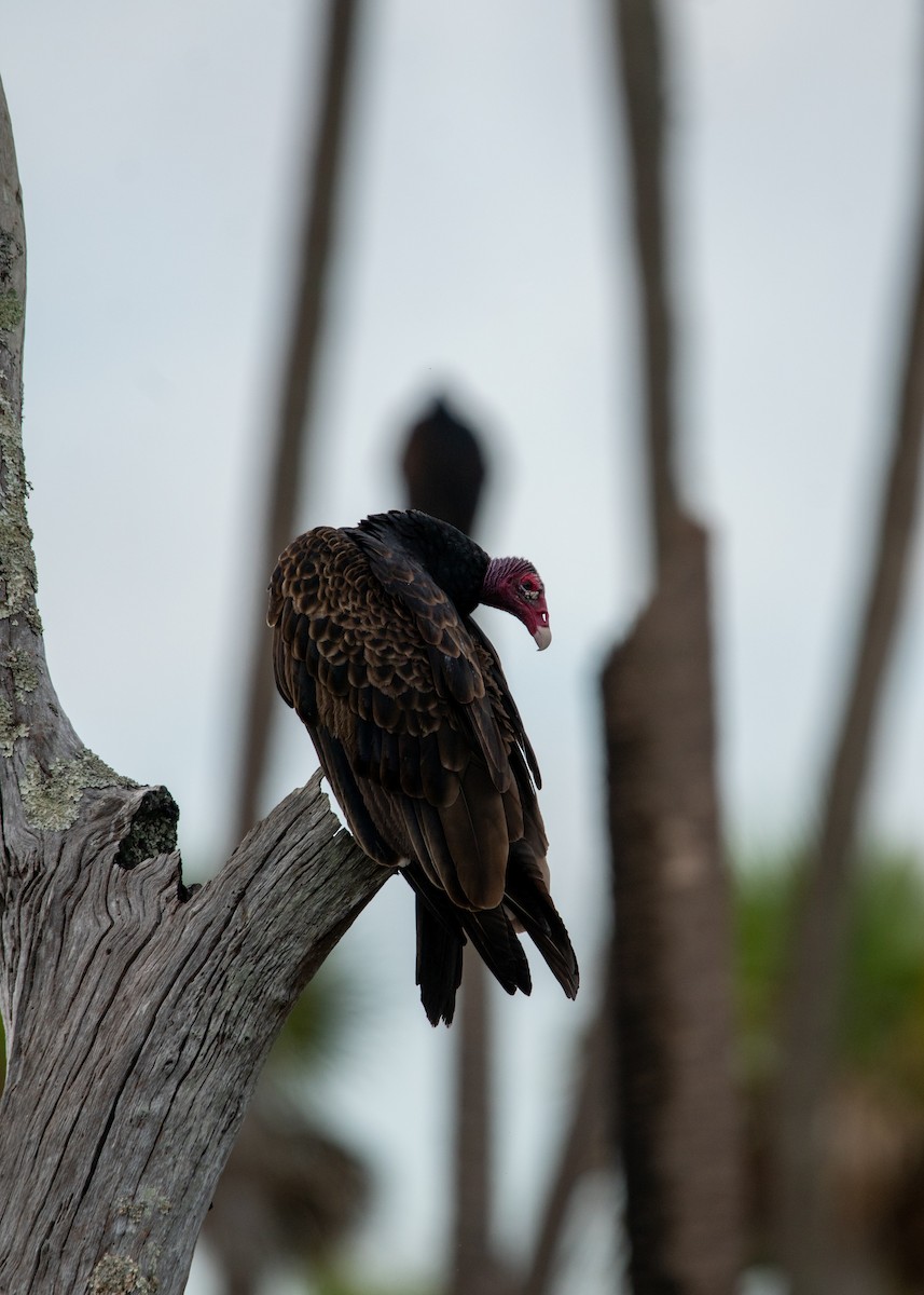 Turkey Vulture - ML647323636