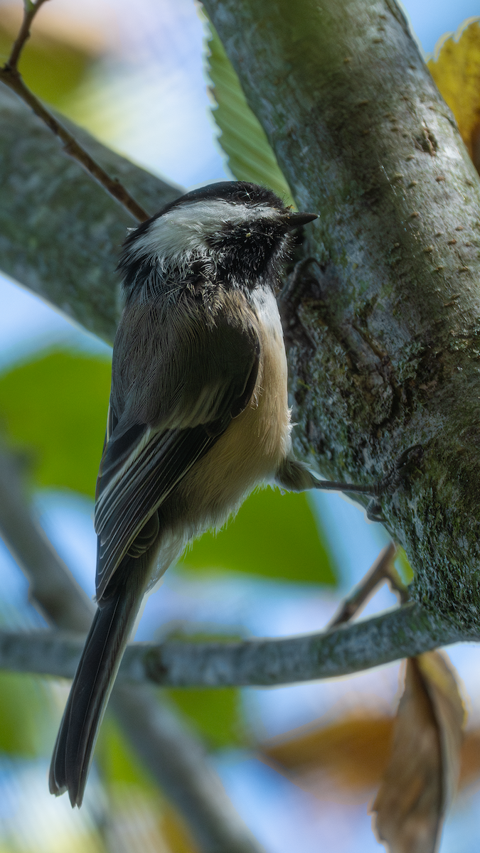 Black-capped Chickadee - ML647323646