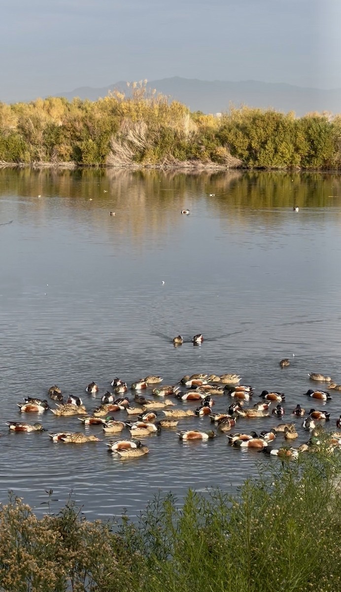 lžičák pestrý - ML647323649