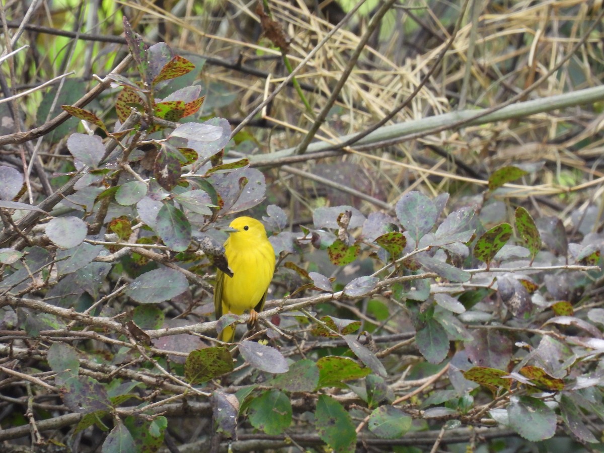 Northern Yellow Warbler - ML647323650