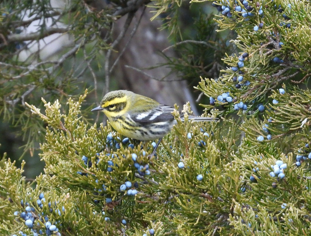 Townsend's Warbler - ML647323651