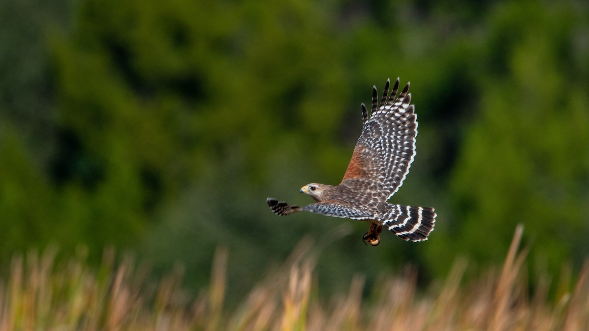 Red-shouldered Hawk - ML647323658