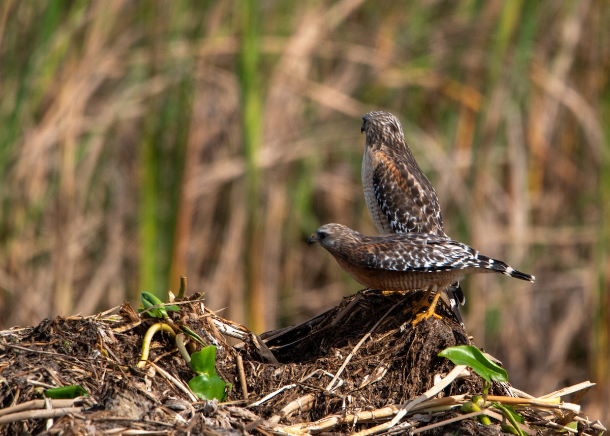 Red-shouldered Hawk - ML647323659