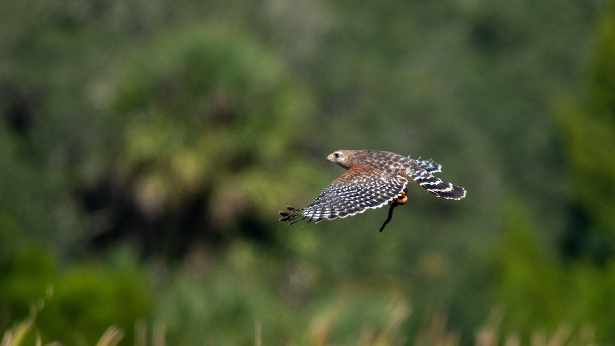 Red-shouldered Hawk - ML647323660