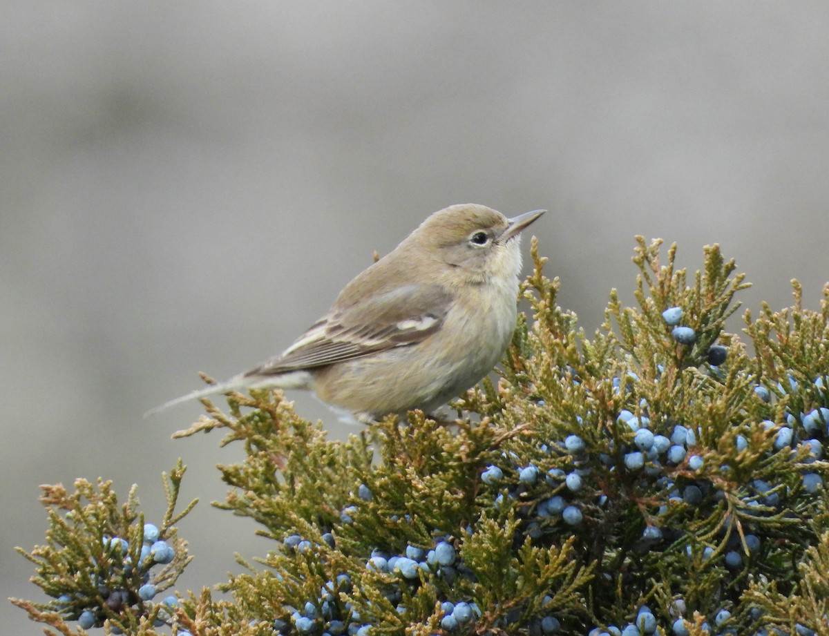 Pine Warbler - ML647323666