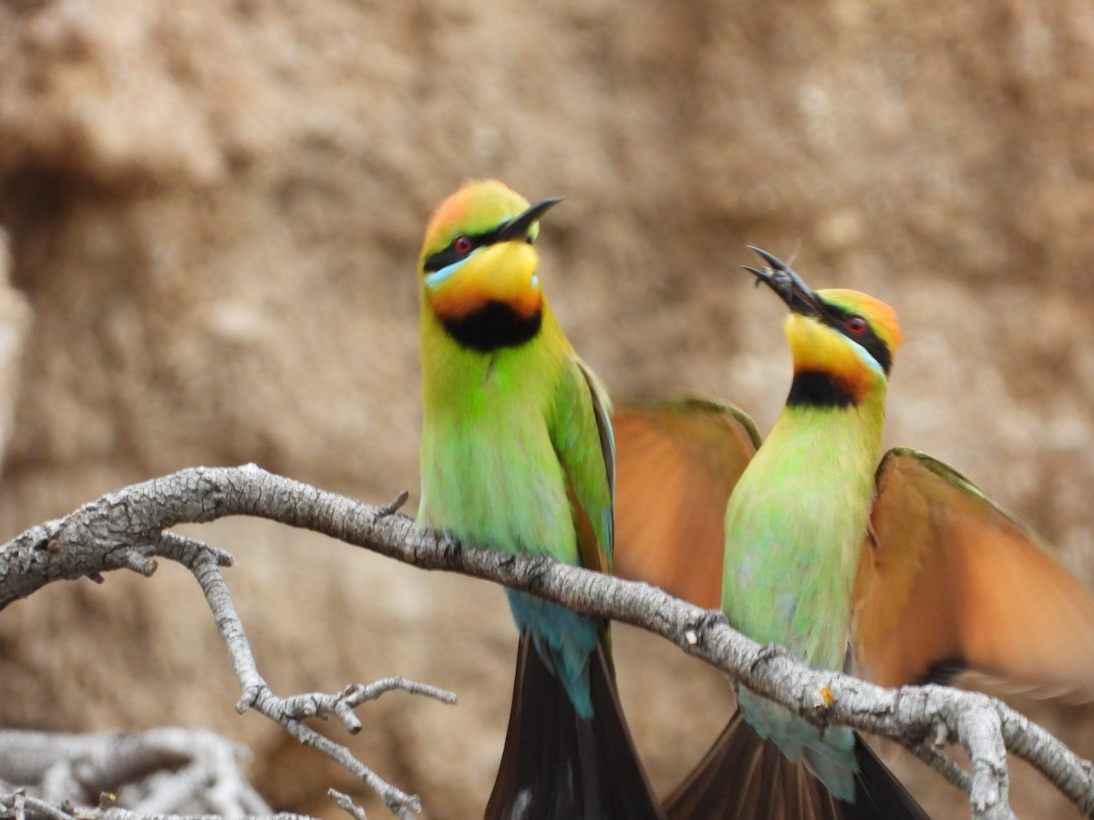 Rainbow Bee-eater - ML647323680