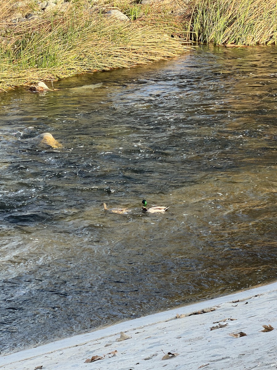 Mallard - ML647323683