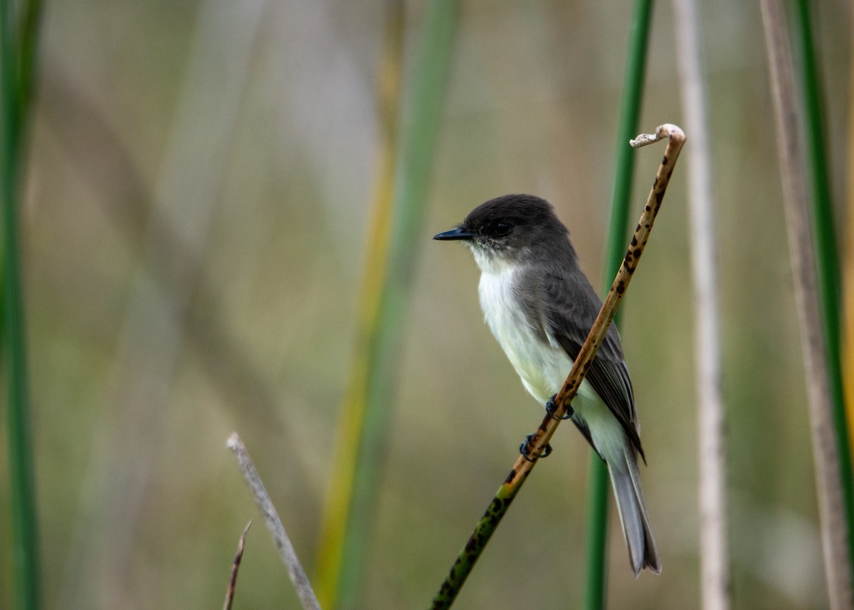 Eastern Phoebe - ML647323686