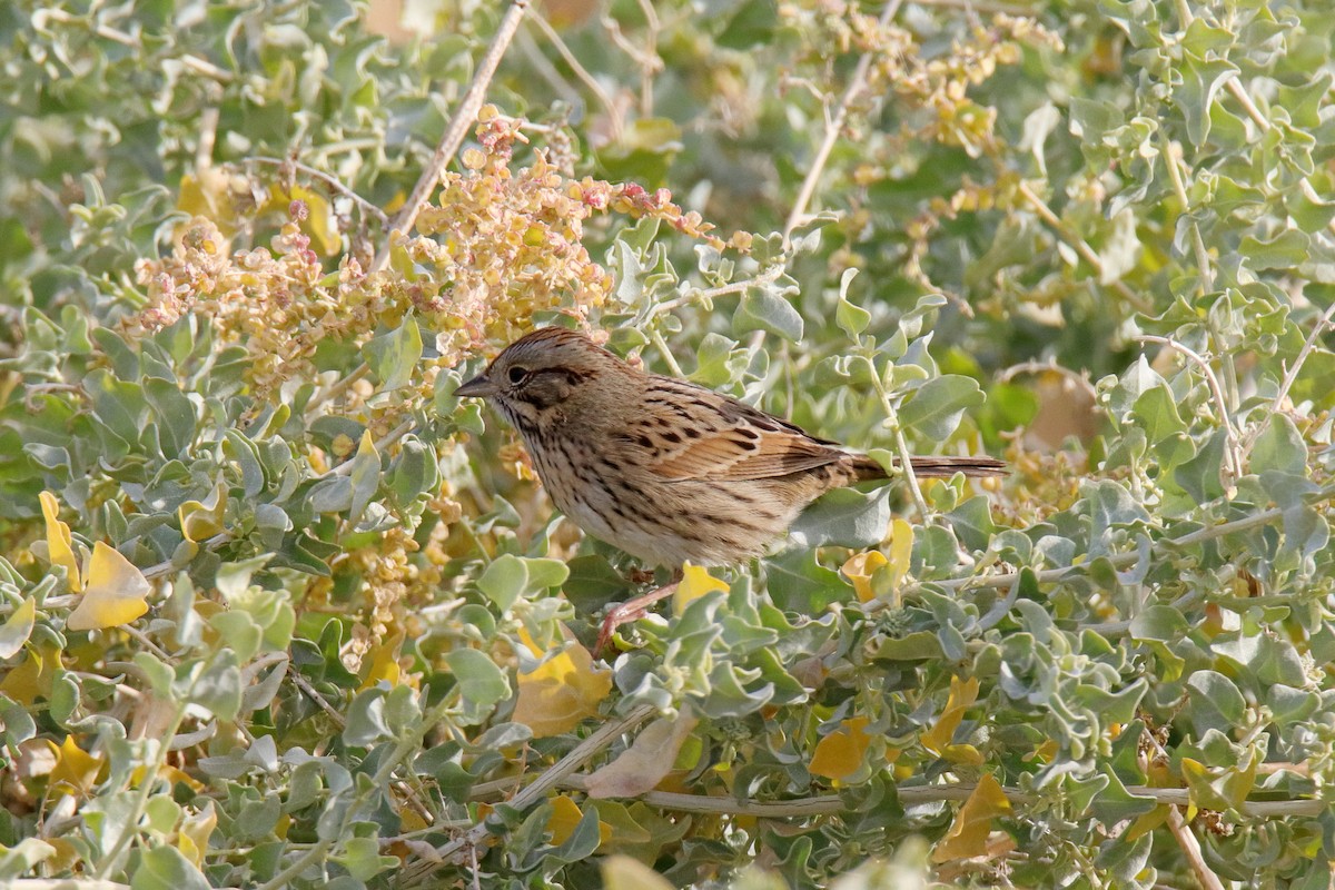 Lincoln's Sparrow - ML647323687