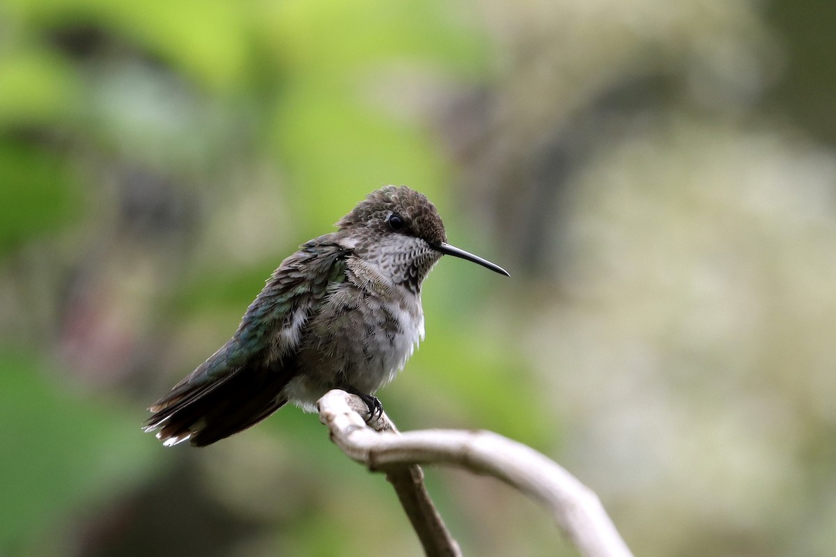 Ruby-throated Hummingbird - ML647323704