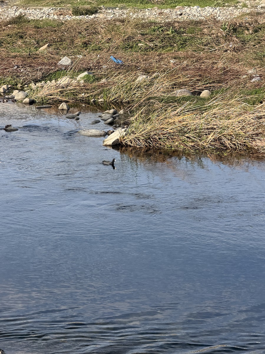 American Coot - ML647323709