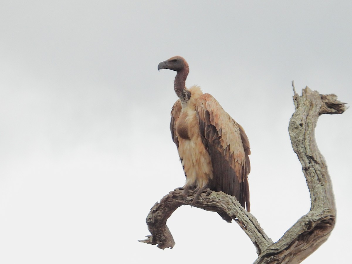 White-backed Vulture - ML647323712