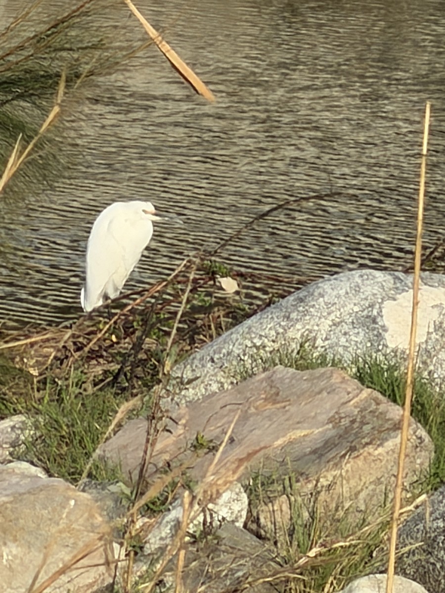 Snowy Egret - ML647323717