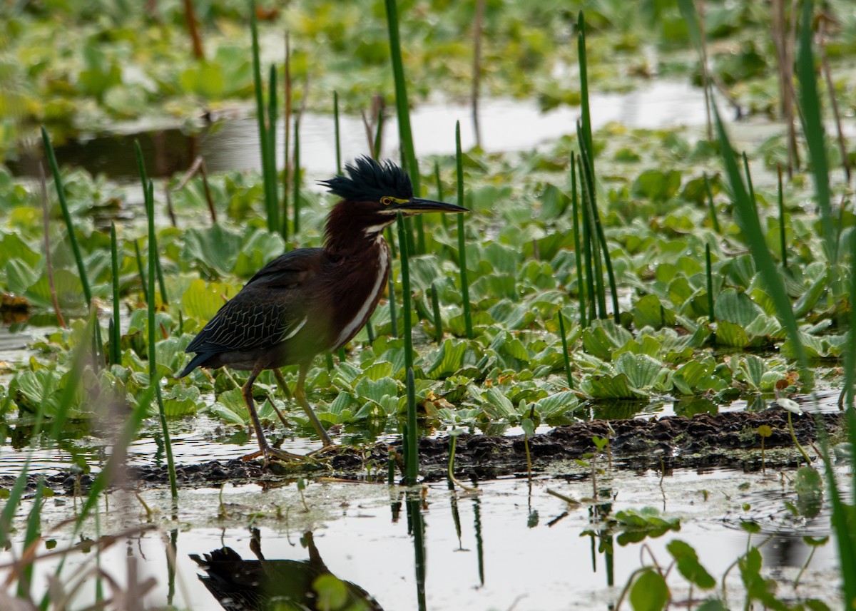 Green Heron - ML647323722