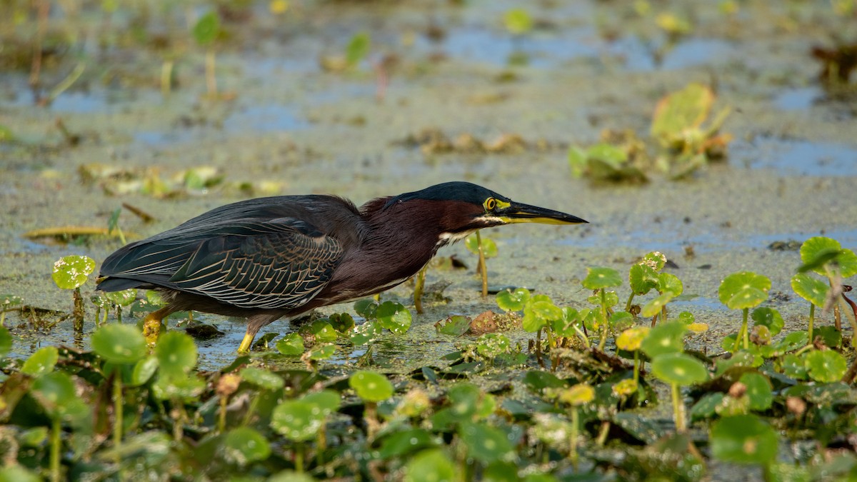 Green Heron - ML647323723