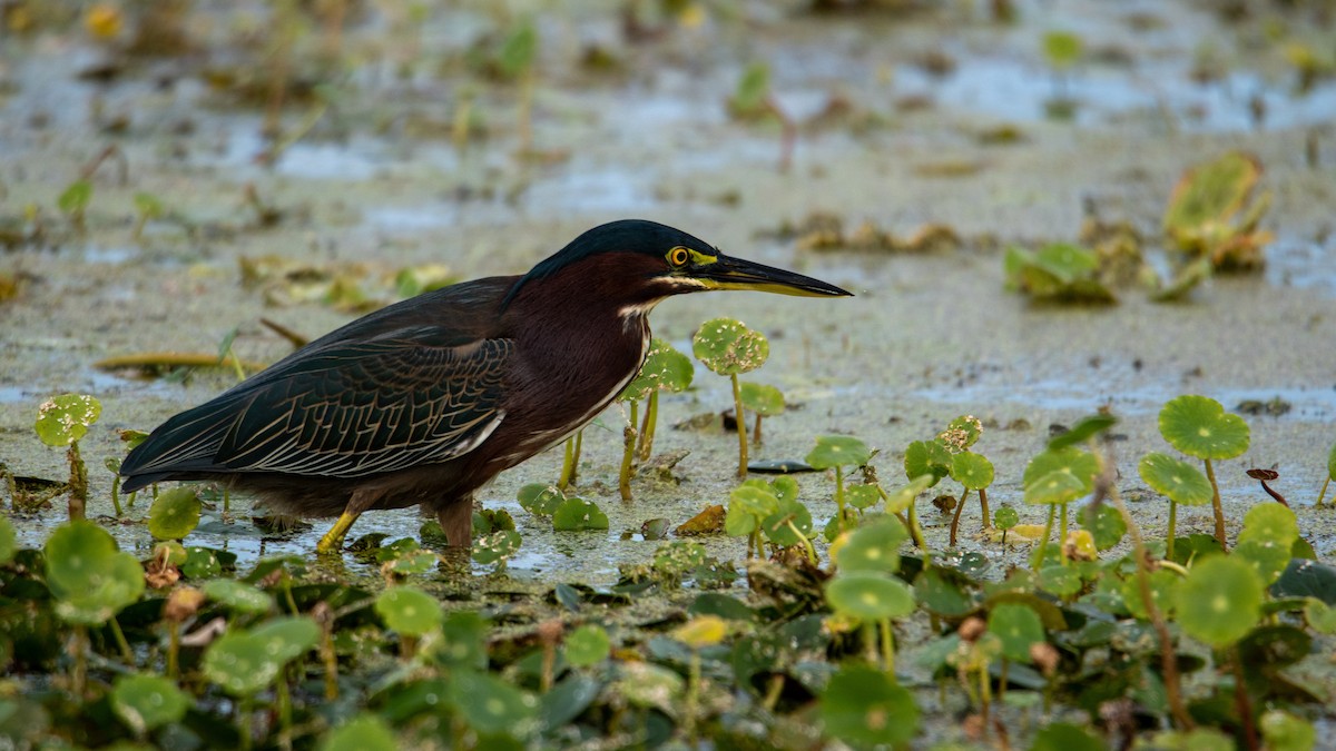 Green Heron - ML647323724