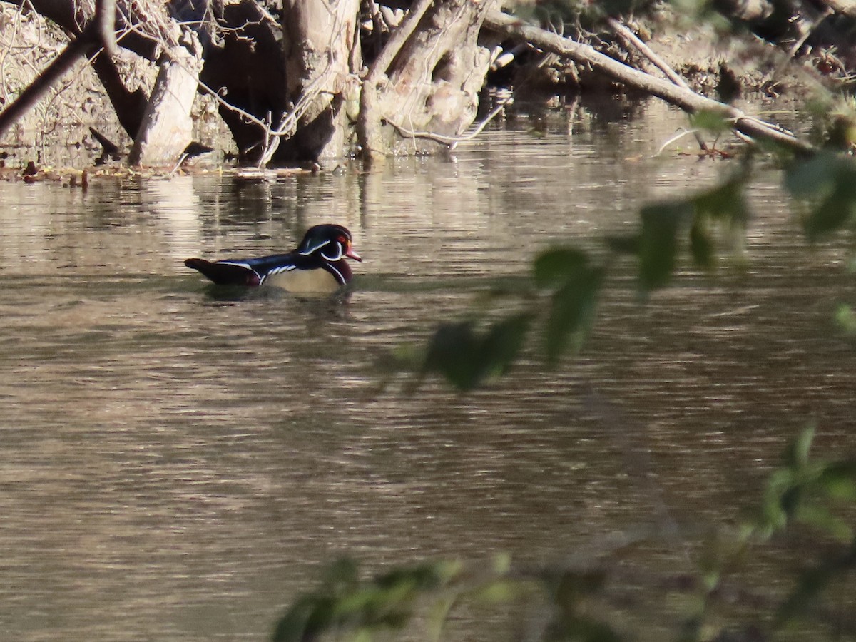 Ahate karolinarra - ML647323729