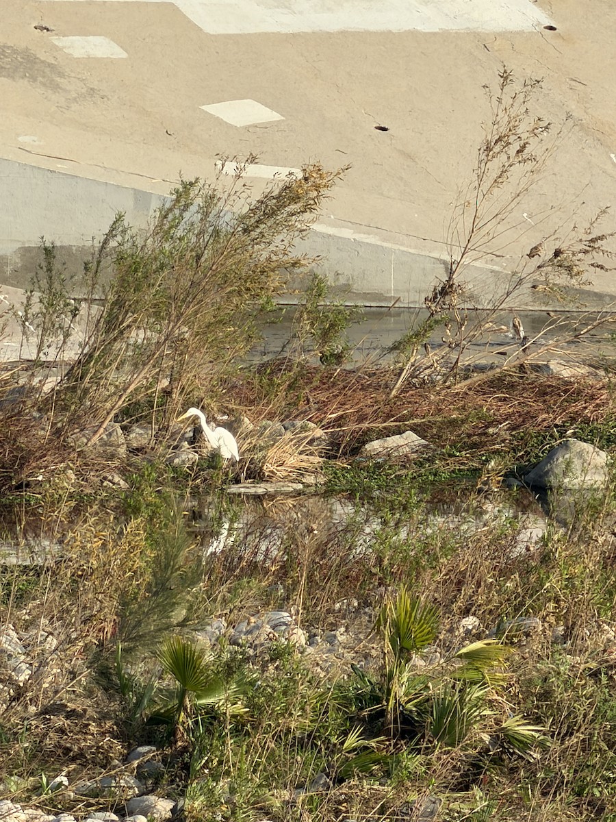 Silberreiher - ML647323730