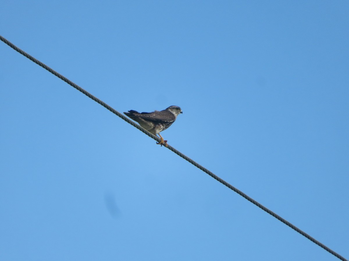 Merlin - ML647323731