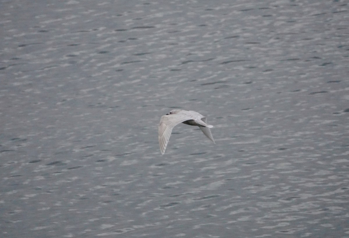 Iceland Gull - ML647323733