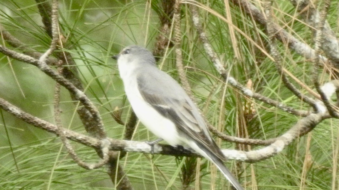 Ashy Minivet - ML647323734