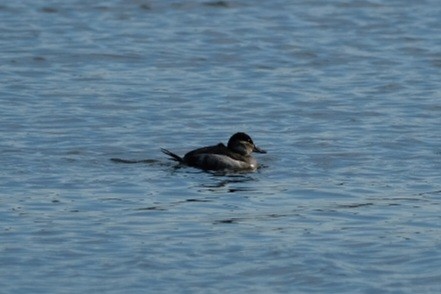 Ruddy Duck - ML647323736