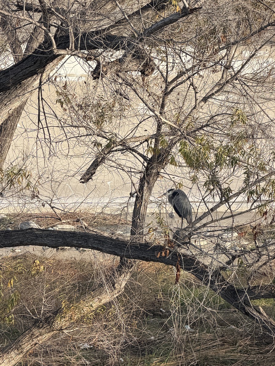 Great Blue Heron - ML647323739