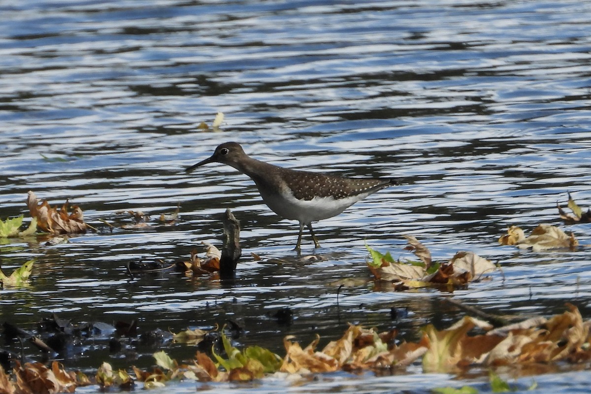 Solitary Sandpiper - ML647323741