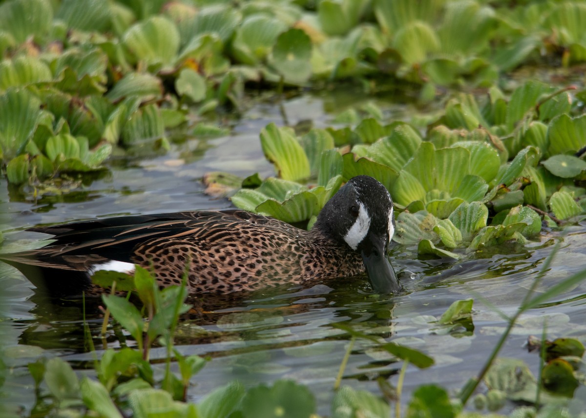 ミカヅキシマアジ - ML647323745
