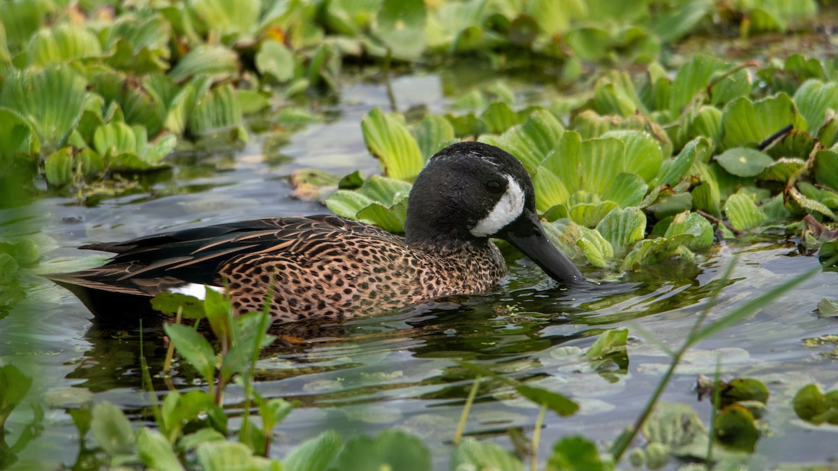 ミカヅキシマアジ - ML647323746