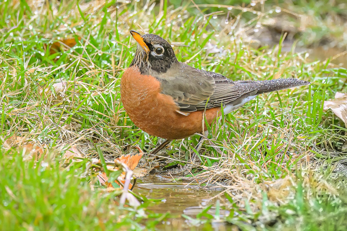 drozd stěhovavý - ML647323751