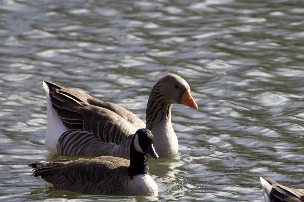 Graylag Goose (Domestic type) - ML647323761
