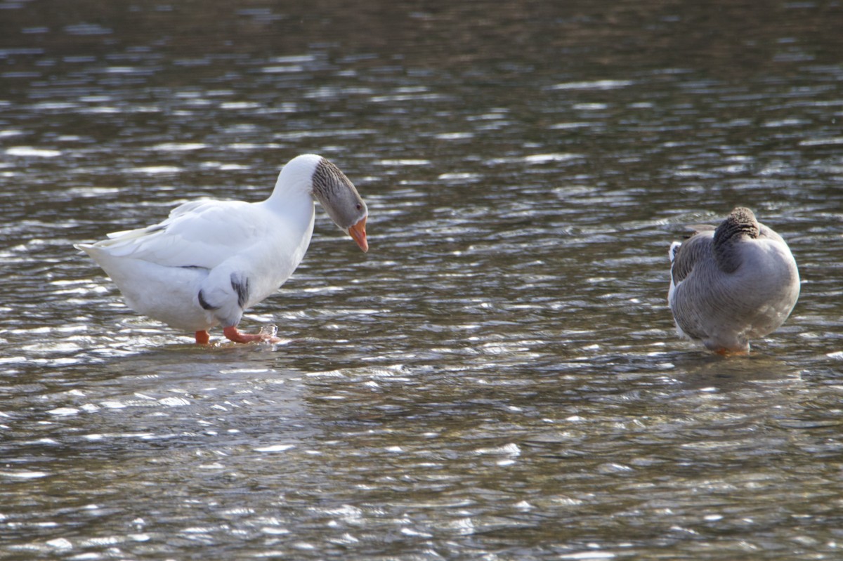 Graylag Goose (Domestic type) - ML647323762