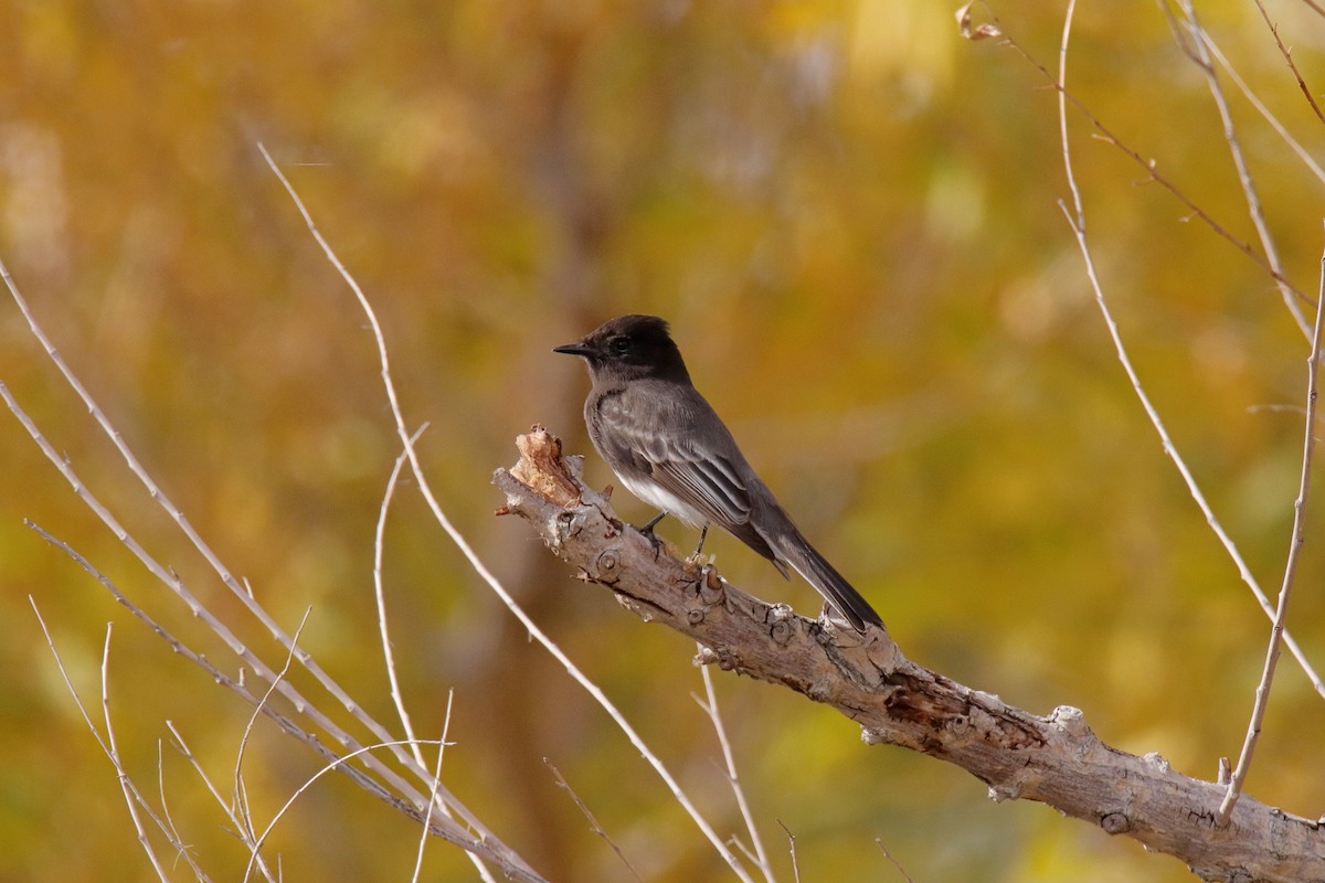 Black Phoebe - ML647323767