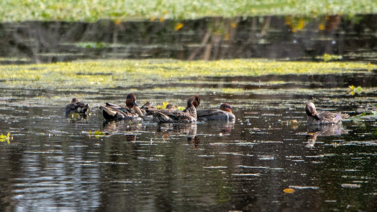 Green-winged Teal - ML647323773