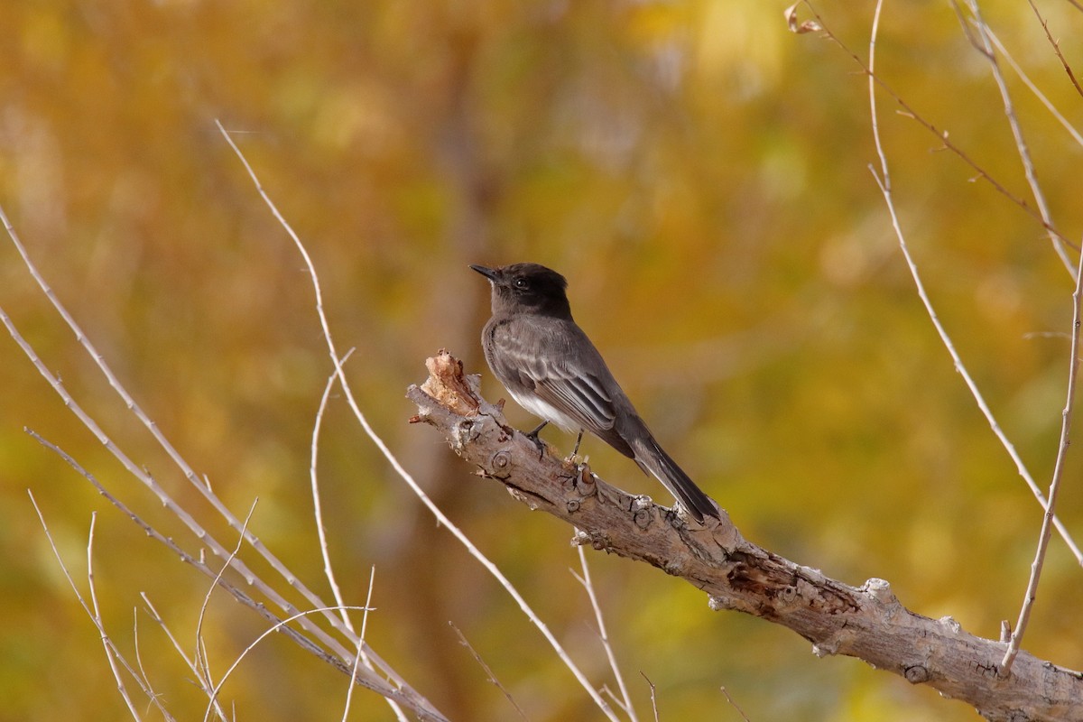 Black Phoebe - ML647323774
