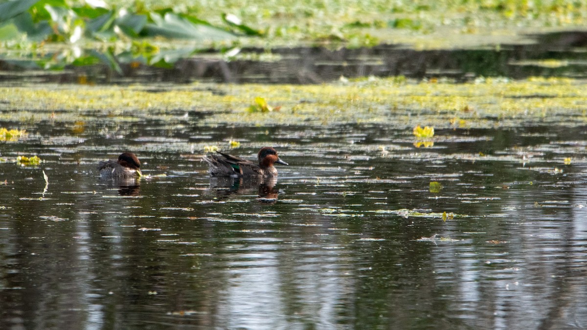 Green-winged Teal - ML647323775