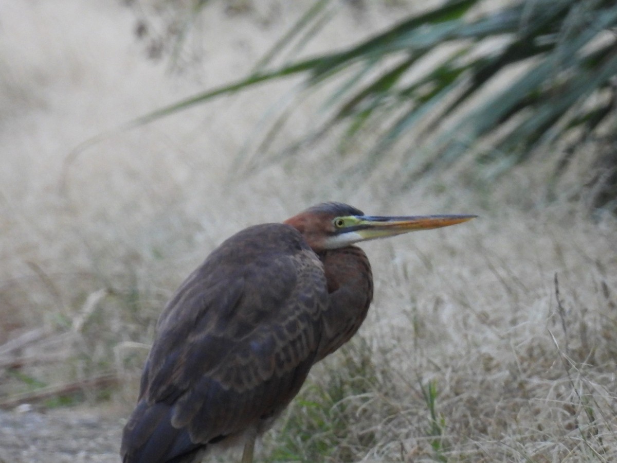 Erguvani Balıkçıl - ML647323793