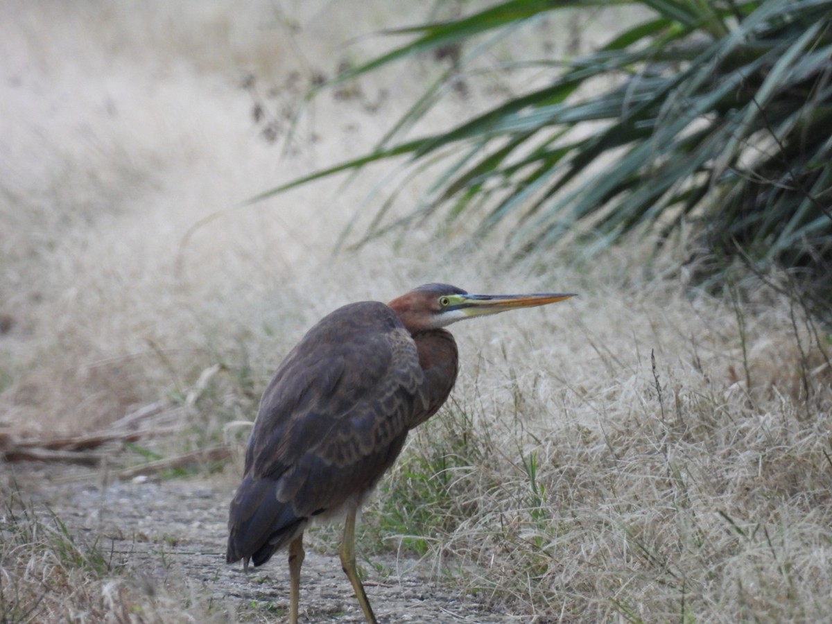 Erguvani Balıkçıl - ML647323794