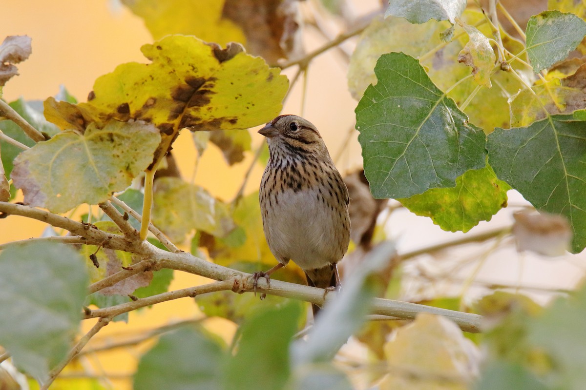 Lincoln's Sparrow - ML647323797