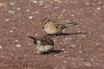American Tree Sparrow - ML647323805