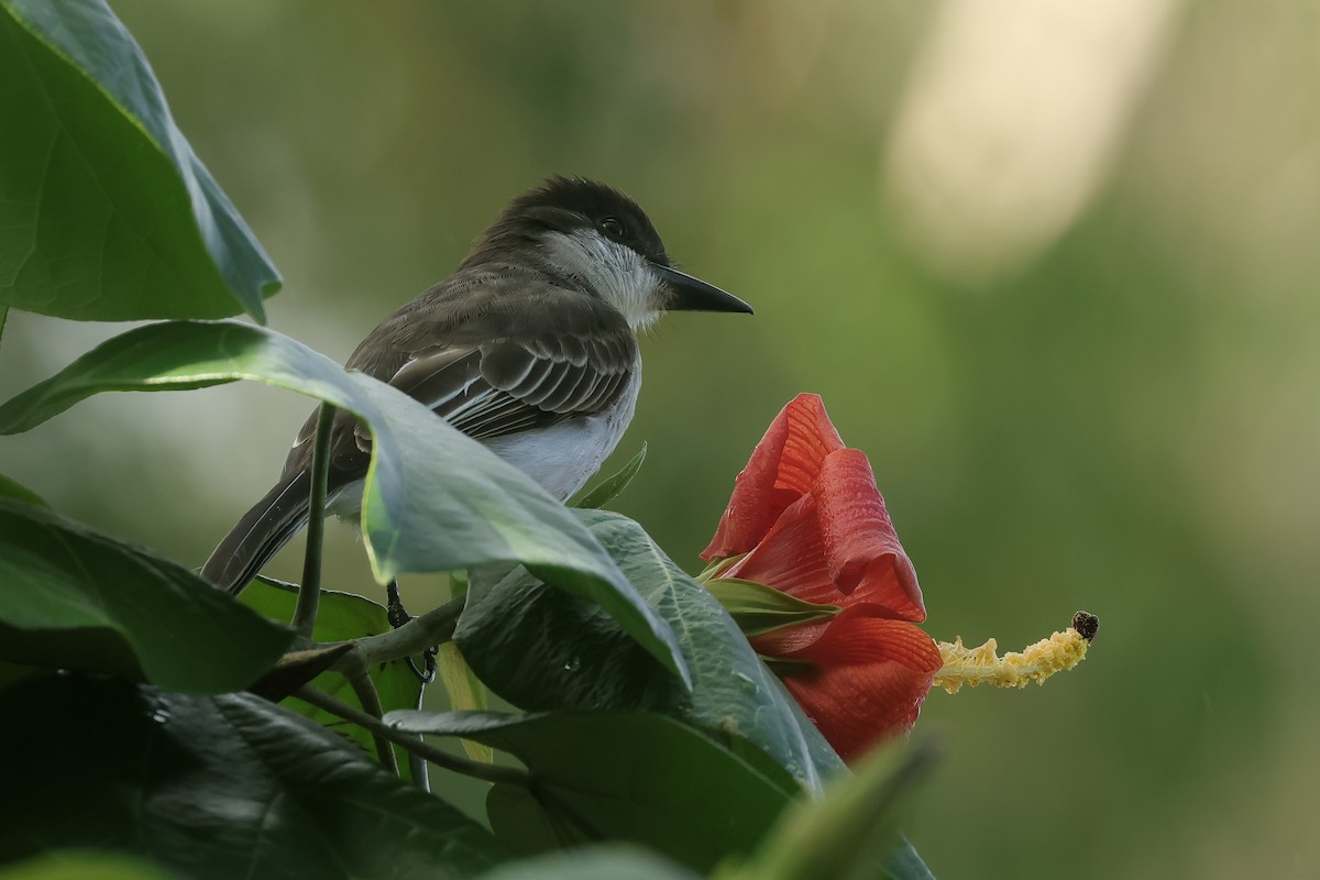 Tirano Guatíbere (taylori) - ML647323807