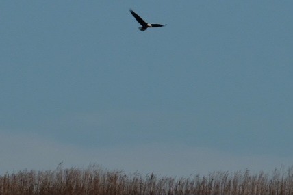 Bald Eagle - ML647323823