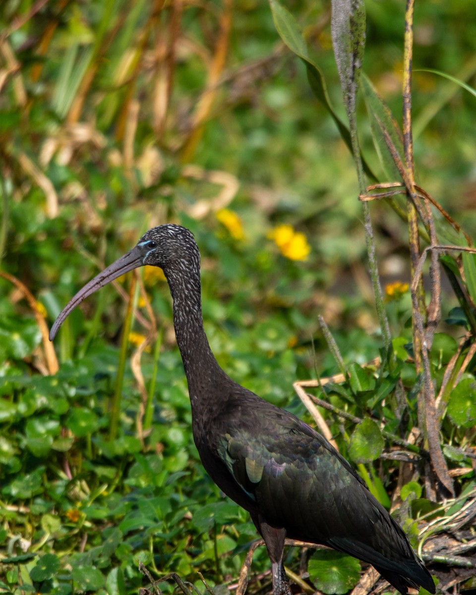 Glossy Ibis - ML647323831