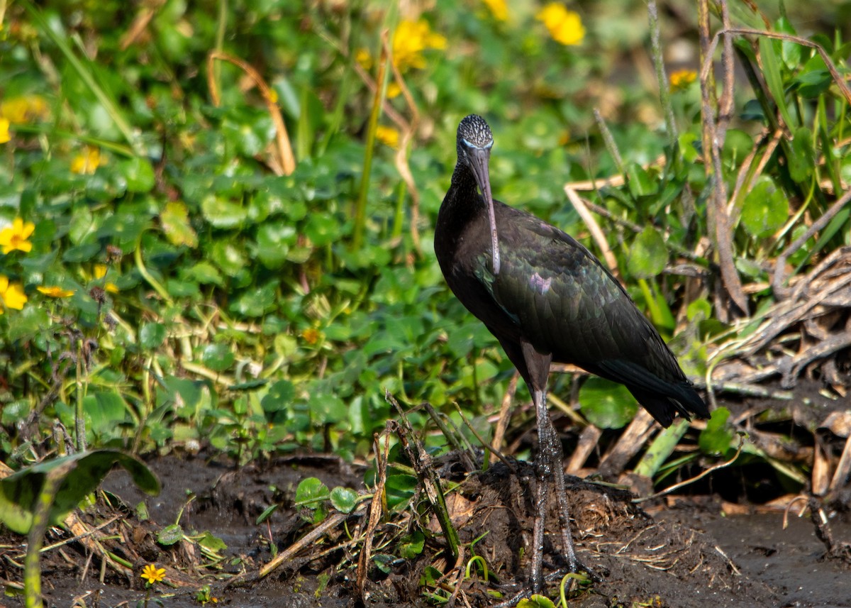Glossy Ibis - ML647323832