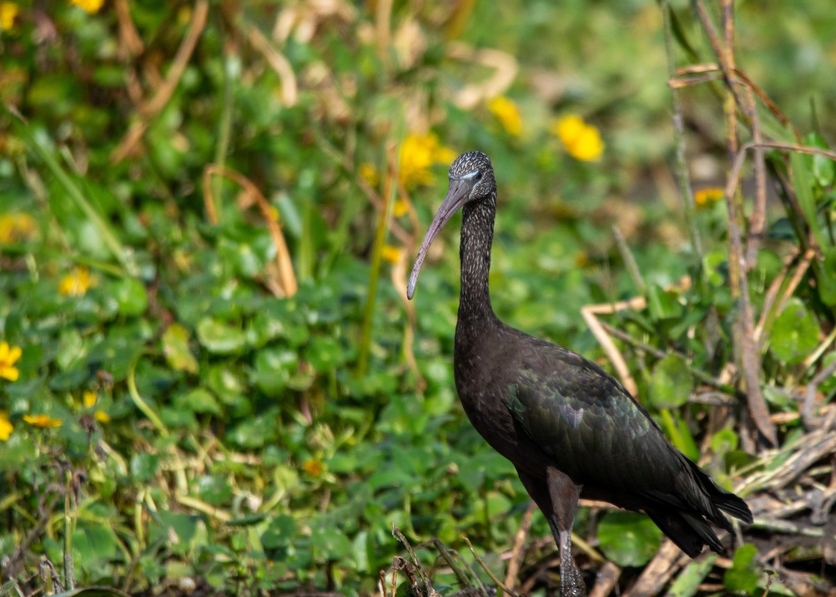Glossy Ibis - ML647323833