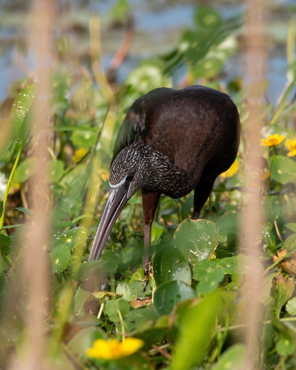 Glossy Ibis - ML647323834