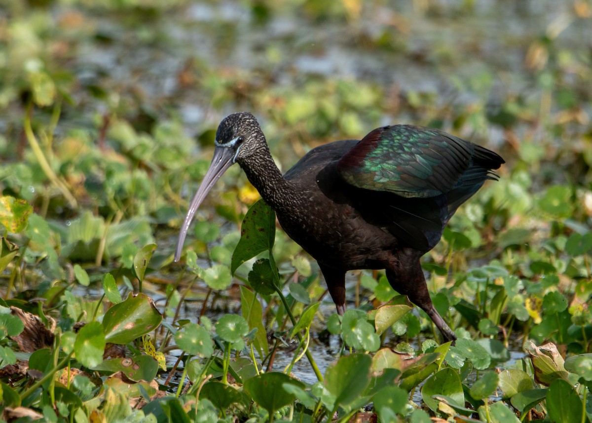 Glossy Ibis - ML647323835