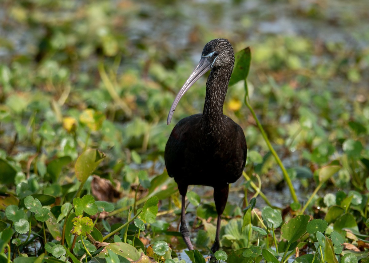 Glossy Ibis - ML647323837